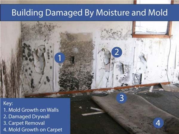 Mold removal Specialist
